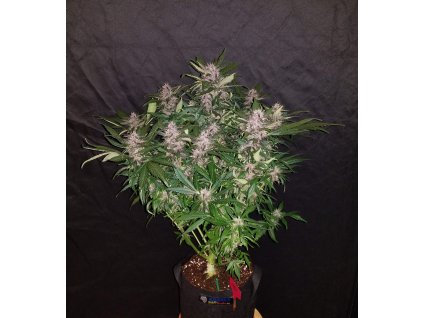 Fast Buds C4 Matic Auto feminizovaná autoflowering