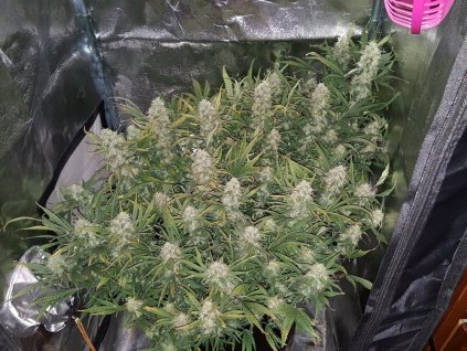 Fast Buds Grapefruit´matic Auto feminizovaná autoflowering