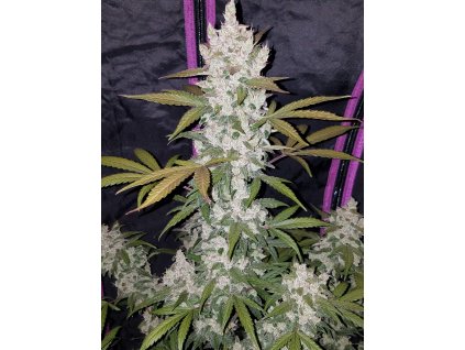 Fast Buds Girl Scout Cookies Auto feminizovaná autoflowering