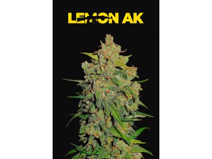 Fast Buds Lemon AK Auto feminizovaná autoflowering
