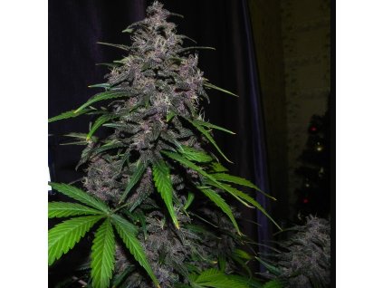 Fast Buds LSD-25 Auto feminizovaná autoflowering