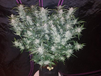 Fast Buds Mexican Airlines Auto feminizovaná autoflowering