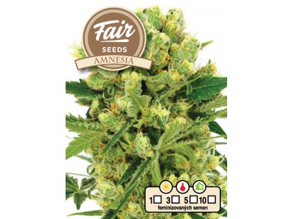 fair seeds amnesia 2024