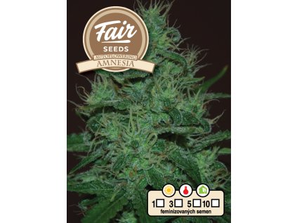 fair seeds auto amnesia 2024