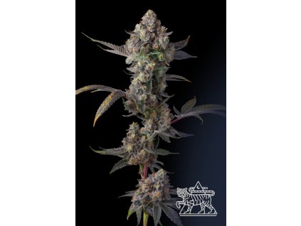 Jet Puft Compound Genetics