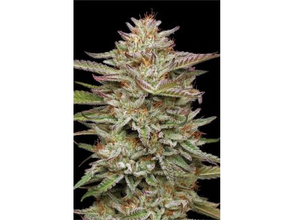 Banana OG 03