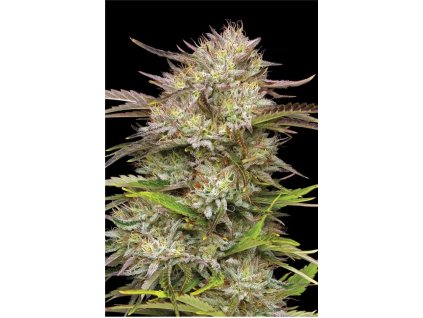 Cali Haze Img