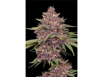 Purpz zoom