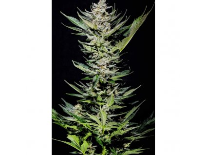Holy Seeds Bank Bitter Lemon feminizovaná