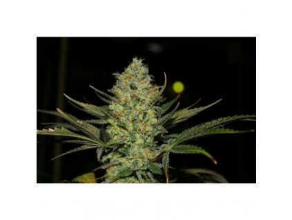 Holy Seeds Bank Fallen Angel Autoflowering feminizovaná autoflowering