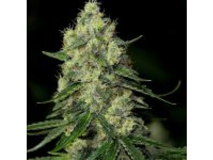 Holy Seeds Bank Loch Ness Monster Autoflowering feminizovaná autoflowering