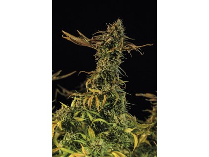 blueberry headband Humboldt Seeds Blueberry Headband feminizovaná