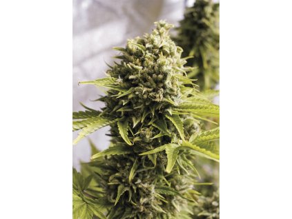 bubba cheese auto Humboldt Seeds Bubba Cheese Autoflowering feminizovaná autoflowering