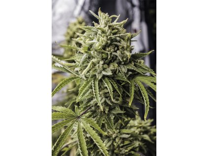 bubba kush auto Humboldt Seeds Bubba Kush Autoflowering feminizovaná autoflowering
