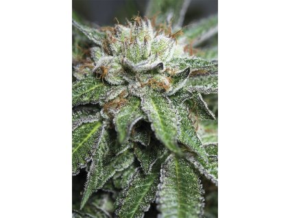 bubba kush1 Humboldt Seeds Bubba Kush regulérní