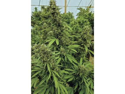chemdawg 1 Humboldt Seeds Chemdawg regulérní