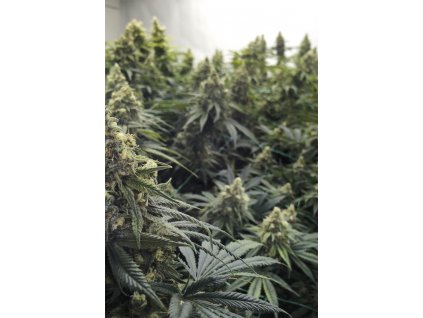 desert diesel Humboldt Seeds Desert Diesel feminizovaná