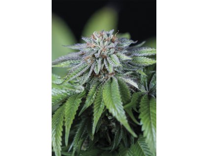ewe 2 Humboldt Seeds EWE-2 feminizovaná