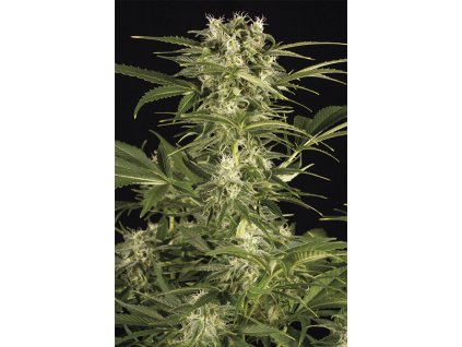 Humboldt Seeds Lemon Juice Express Autoflowering feminizovaná autoflowering lemon juice auto