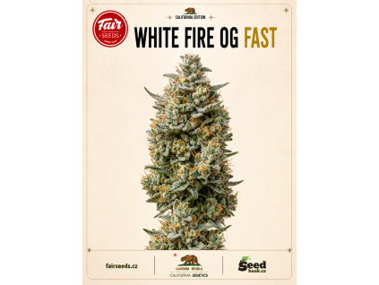 White Fire OG Fast bud