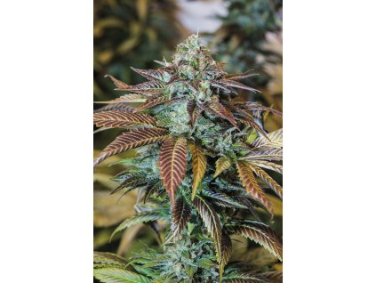 Humboldt Seeds Lemon Kush Headband feminizovaná lemon kush headband
