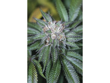 Humboldt Seeds Master Kush feminizovaná master kush