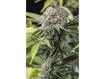 Humboldt Seeds Mango Sapphire feminizovaná mango sapphire