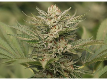 Humboldt Seeds Organization Sapphire Scout feminizovaná Sapphire Scout