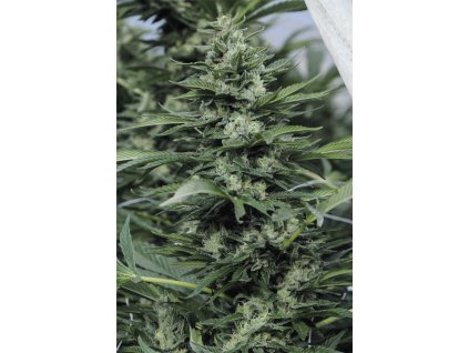 Humboldt Seeds Sour Diesel #2 regulérní