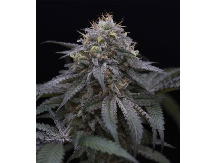 Humboldt Seeds Organization Sugar Breath feminizovaná sugar breath