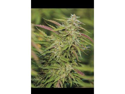 Humboldt Seeds Trainwreck regulérní