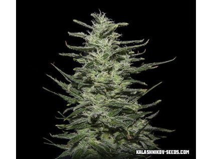 Kalashnikov Seeds Amnesia Molotov feminizovaná