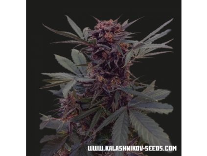 Kalashnikov Seeds Babushka Black Auto feminizovaná autoflowering