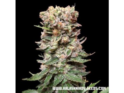 Kalashnikov Seeds CBD Cake, feminized