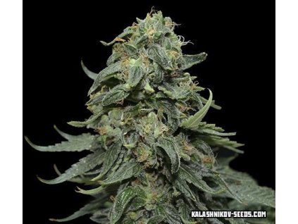 Kalashnikov Seeds Kabul Express feminizovaná