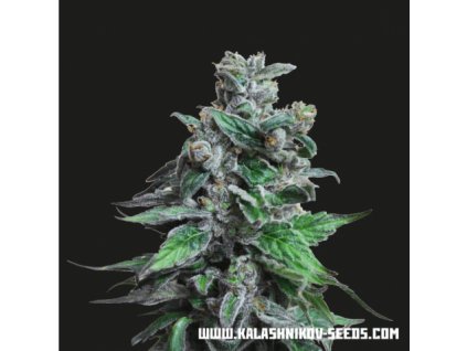 Kalashnikov Seeds Moscow Blueberry Auto feminizovaná autoflowering