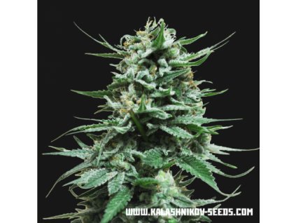 Kalashnikov Seeds Northern Russian Auto feminizovaná autoflowering
