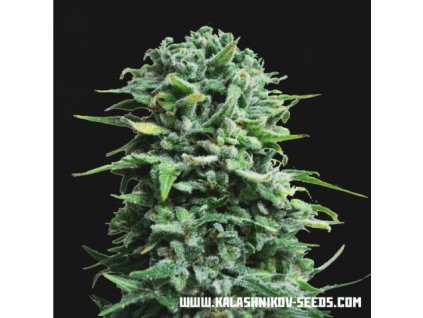 Kalashnikov Seeds Siberian Haze Auto feminizovaná autoflowering
