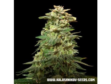 Kalashnikov Seeds Siberian Harlequin feminizovaná