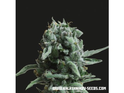 Kalashnikov Seeds White Widow 47 feminizovaná