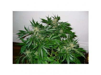 Mr. Nice Seeds Early Skunk regulérní