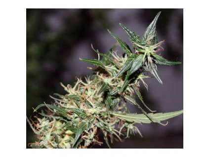 Mr. Nice Seeds Mango Haze regulérní