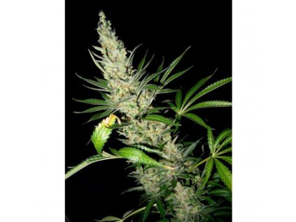 Mr. Nice Seeds Master Kush x Skunk regulérní