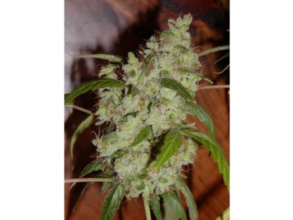 Mr. Nice Seeds Mango x Widow regulérní
