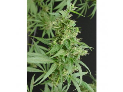 Mr. Nice Seeds Neville´s Haze regulérní