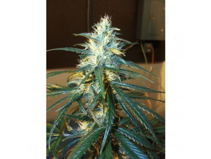 Mr. Nice Seeds NL5 x Haze regulérní