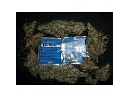 Mr. Nice Seeds Pink Flyod - Critical Mass x Haze AC regulérní