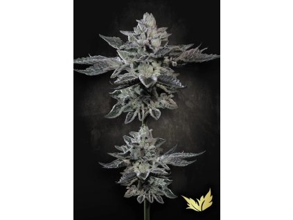 G Force Paradise Seeds 2025 ezgif.com webp to jpg converter