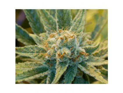 Mr. Nice Seeds Super Silver Haze regulérní