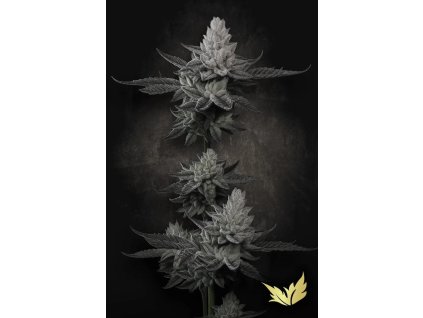 Chem Fake Paradise Seeds 2025 ezgif.com webp to jpg converter